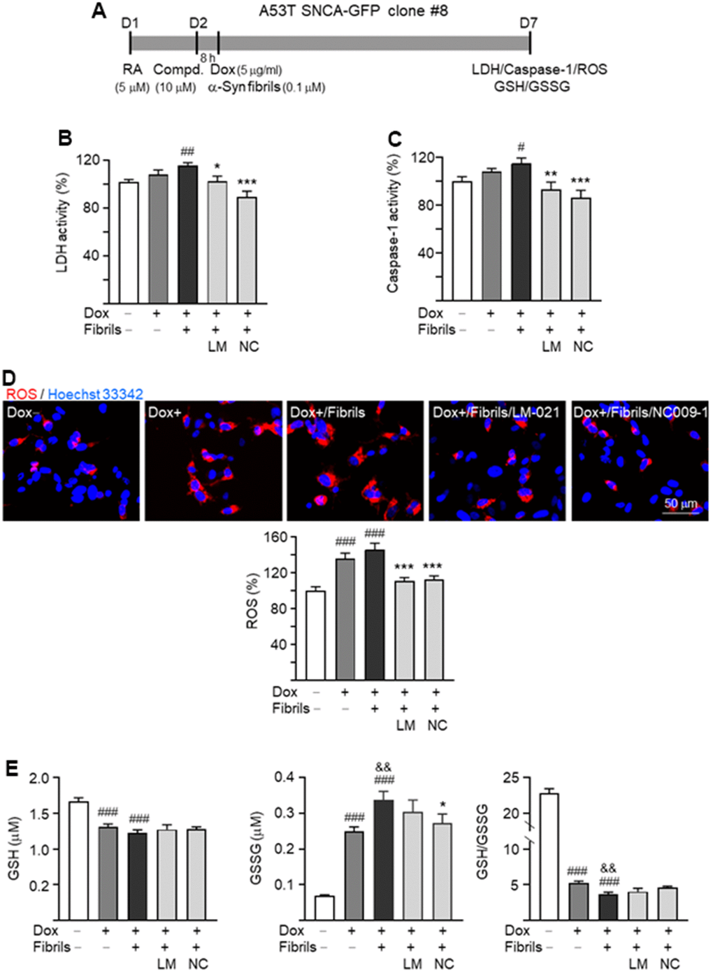 Neuroprotective effects of LM-021 and NC009-1 on A53T-8 SNCA-GFP BE(2)-M17 cells. (A) Experimental flow chart. Cells were plated with the presence of retinoic acid (RA, 5 μM) on day 1. On day 2, cells were treated with LM-021 or NC009-1 (10 μM) for 8 h, followed by inducing SNCA-GFP expression (Dox, 5 μg/ml), and further added with α-synuclein fibril (0.1 μM). On day 7, cellular LDH, caspase-1, ROS and GSH/GSSG were assessed. (B) LDH activity, (C) caspase-1 activity, (D) ROS production and (E) GSH/GSSG ratio of A53T-8 SNCA-GFP BE(2)-M17 cells with or without induced SNCA-GFP expression, preformed fibril addition, or LM-021/NC009-1 treatment (n = 3). P values: with vs. without doxycycline induction (#: P ##: P ###: P &&: P P P P 