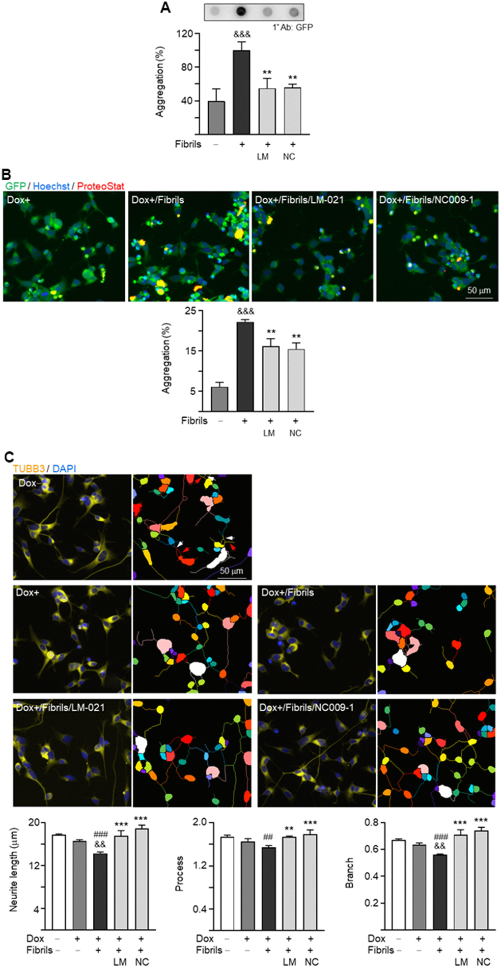 α-Synuclein aggregation reduction and neurite outgrowth promotion of LM-021 and NC009-1 on A53T-8 SNCA-GFP BE(2)-M17 cells. The cells were added with retinoic acid on day 1, and treated with compound, doxycycline and α-synuclein fibril on day 2. On day 7, α-synuclein aggregation and neurite outgrowth were assessed. (A) α-Synuclein aggregation analyzed by filter trap assay detected by using a GFP antibody (n = 3). To normalize, the α-synuclein aggregates with fibril addition was set as 100%. (B) Fluorescent microscopy images of SNCA-GFP-expressing cells (green) with or without preformed fibril addition or compound treatment and quantification of percentage of aggregated cells (n = 3). Nuclei were detected with Hoechst 33342 (blue) and overlapped SNCA-GFP and ProteoStat®-stained (red) aggregates marked (yellow). (C) Fluorescent microscopy images of SNCA-GFP cells stained with TUBB3 for quantifying neurite outgrowth with or without preformed fibril addition or compound treatment, with nuclei detected (DAPI, blue). Also shown were images of the neurites and cell bodies being outlined with different colors to indicate different neurons for quantifying neurite outgrowth. In uninduced cells, processes and branches are indicated with red and white arrows, respectively. Quantification of neurite length, brunch and process was shown below (n = 3). P values: with vs. without doxycycline addition (##: P ###: P &&: P &&&: P P P 