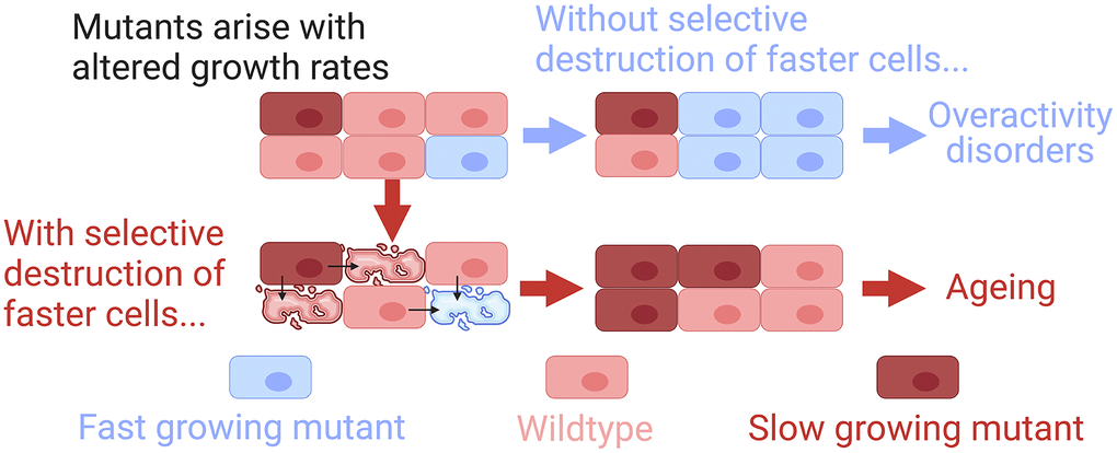 Outcomes of cell competition and control by selective destruction. Created with biorender.com.