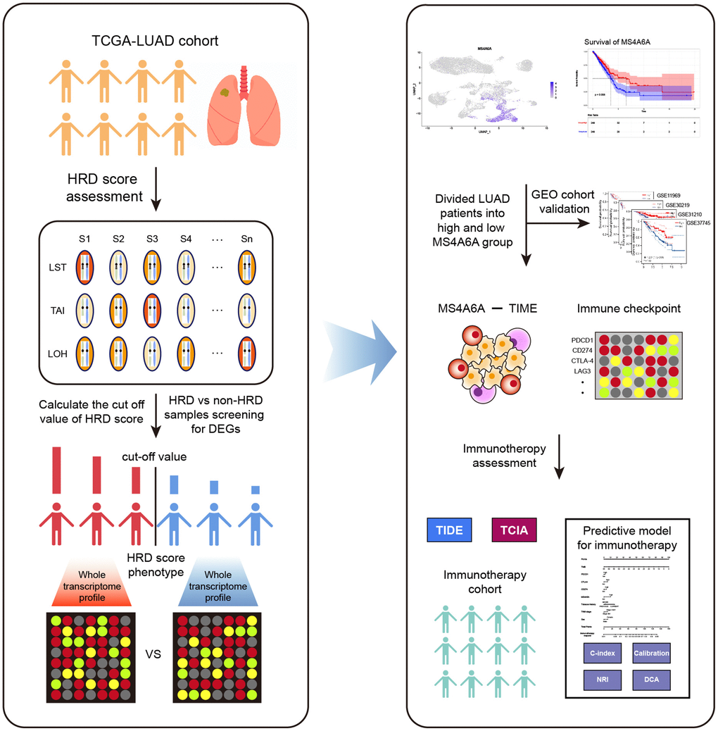 Workflow of this study. The analysis process of HRD-related RNA is shown on the left. HRD scores were obtained by calculating LOH, LST, and TAI for each sample of TCGA-LUAD. Patients were classified as HRD and non-HRD according to cut-off values. The screening and identification of markers are shown to the right. MS4A6A was identified as a potential immunotherapeutic marker by survival analysis, immune microenvironment, and immune checkpoint analysis.