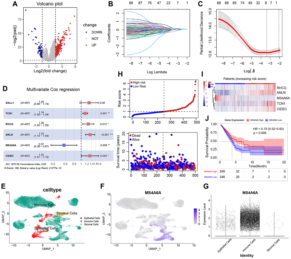 Identification of HRD-related prognostic RNA. (A) Differential analysis based on HRD vs. non-HRD patients, 326 DEGs were obtained, of which 266 genes were expressed up in HRD patients, and 60 genes were expressed down in HRD patients. (B, C) After univariate Cox regression screening, 89 prognostic genes were obtained and analyzed by LASSO regularized dimensionality reduction and eliminated the covariance between variables, after which nine genes were obtained. (D) Multivariate Cox regression screening of independent prognostic genes, containing five genes, of which all were risk factors except for MS4A6A. (E) Cellular distribution of 109649 cells clustered into 3 unique subsets among all merged lung adenocarcinoma tissue samples. (F) FeaturePlot depicting the distribution of MS4A6A. (G) vlnPlot showing the expression levels of MS4A6A in different cell subsets. (H) Risk plots of multifactorial Cox regression with the distribution of risk score in the upper layer, the distribution range of survival information in the lower layer. (I) The expression characteristics of five genes in high and low-risk group. (J) KM curves of MS4A6A (log-rank test).