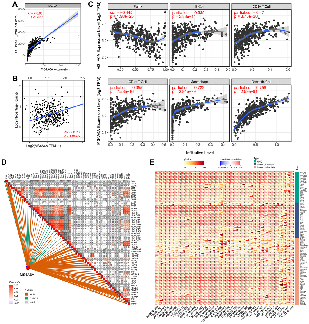 Relationship between MS4A6A expression pattern and TIME. (A) MS4A6A expression is positively correlated with ImmuneScore (Spearman rank correlation coefficient, R = 0.83, P ≈ 0). (B) MS4A6A expression is positively correlated with neoantigen load (Spearman rank correlation coefficient; P C) MS4A6A expression was positively correlated with immune cell subpopulation (Spearman rank correlation coefficient; P D) MS4A6A expression is positively correlated with antigen-related genes. (E) Correlation of MS4A6A expression signature with antigen-related genes in the TCGA pan-cancer cohort.