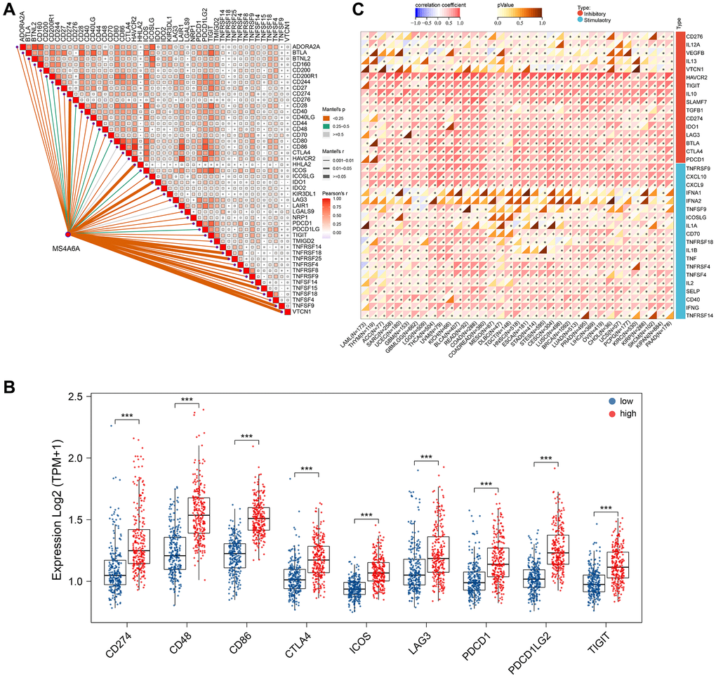 MS4A6A expression was positively correlated with ICP-related genes. (A) Correlation of MS4A6A expression with ICP-related genes. (B) Comparison of MS4A6A expression with common immune checkpoint expression in TCGA-LUAD cohort. (C) Correlation of MS4A6A expression profile with ICP-related genes in the pan-cancer cohort. **P ***P 