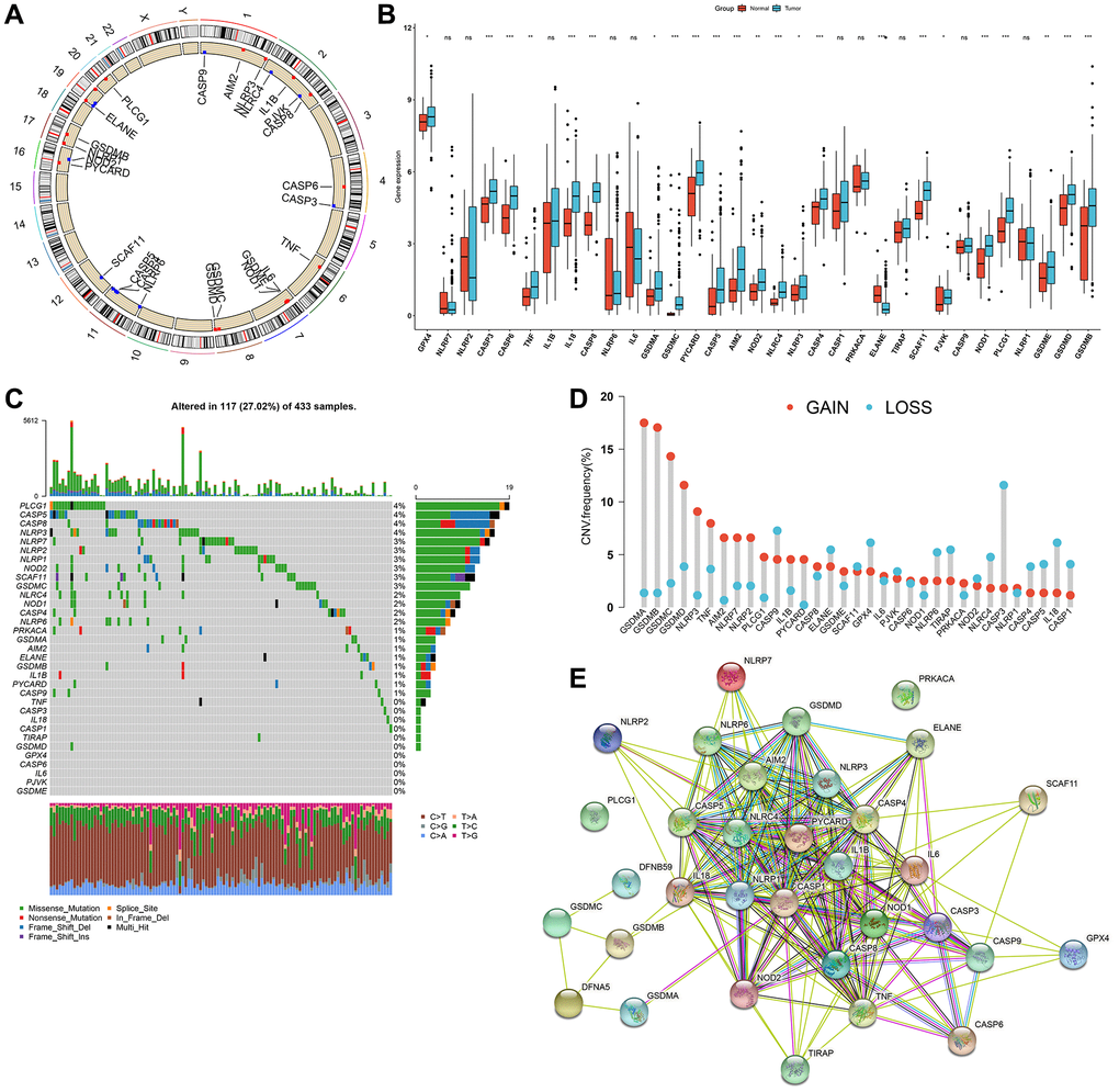 Comprehensive characterization of genetic and expression alterations of pyroptosis-related genes in gastric cancer. (A) Circos 2D track plots showing the location of 33 pyroptosis-related genes on chromosomes. (B) The mRNA expression of 33 pyroptosis-relevant genes in 32 normal and 375 gastric cancer tissue specimens from TCGA-STAD cohort. The asterisks indicated the statistical p-values (*p **p ***p C) The somatic mutation frequency of 33 pyroptosis-relevant genes in 433 gastric cancer samples in TCGA-STAD dataset. The upper barplot displayed somatic mutation. The stacked barplot exhibited the fractions of conversions of specimens. The number on the right showed the mutation frequency in each pyroptosis-related gene. The right barplot showed the proportion of each mutation type. (D) Summary of the CNV frequency of 33 pyroptosis-related genes. The column height indicated the mutation frequency. Amplification, red; deletion, blue. (E) The PPI network visualizing the interactions between 33 pyroptosis-relevant genes.