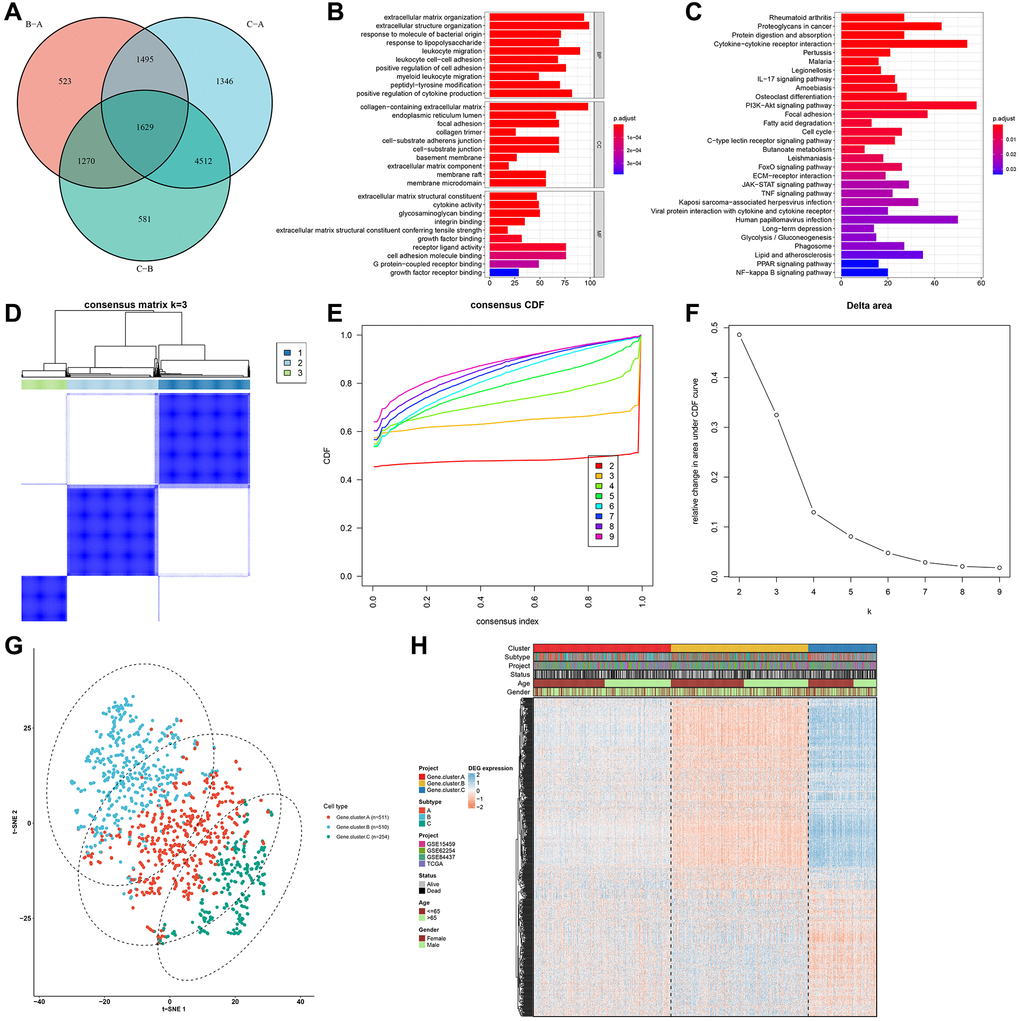 Identification of pyroptosis phenotype-related gene signatures in the gastric cancer meta-cohort. (A) Venn diagram showing the overlapped pyroptosis phenotype-related DEGs among three pyroptosis phenotypes. (B, C) GO and KEGG enrichment results of the overlapped pyroptosis phenotype-related DEGs. (D) Heat map showing the optimal clustering by k = 3 based on the overlapped pyroptosis phenotype-related DEGs. (E) The CDF for the cumulative distributive function of the consensus matrix for k = 2–9 identified by different colors. (F) The CDF plots of consensus clustering matrix for k = 2–9. (G) The t-SNE plots of the mRNA expression of pyroptosis phenotype-related gene signatures visualizing three distinct pyroptosis genomic phenotypes. (H) Heatmap showing the differences in the expression of pyroptosis phenotype-related gene signatures and clinicopathological characteristics among three pyroptosis genomic phenotypes.