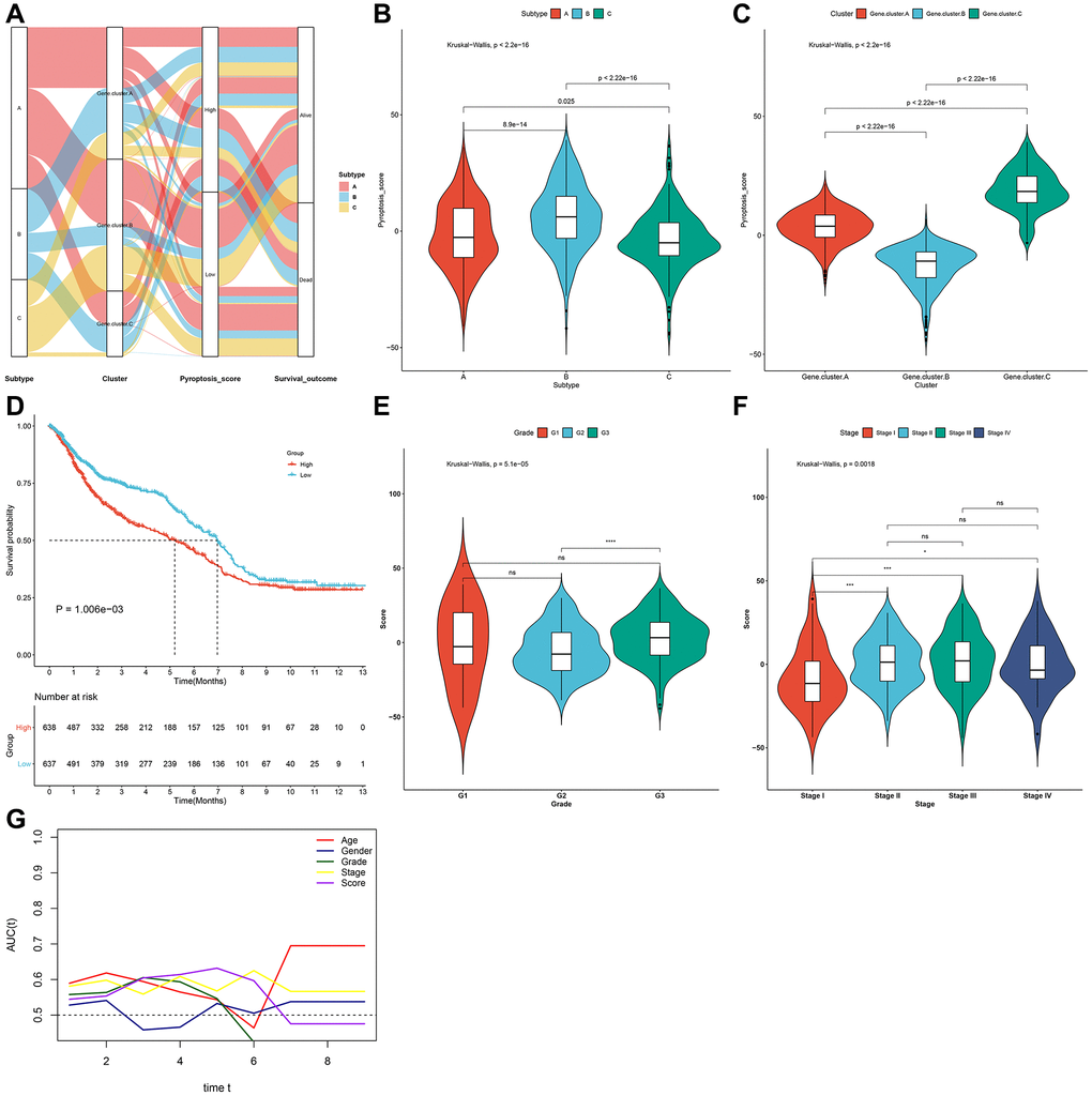 Generation of the pyroptosis score and evaluation of its clinical implication in the gastric cancer meta-cohort. (A) Alluvial diagram of pyroptosis phenotypes with different pyroptosis genomic phenotypes, pyroptosis score and survival status. (B) Distribution of pyroptosis score in three pyroptosis phenotypes. (C) Distribution of pyroptosis score in three pyroptosis genomic phenotypes. (D) Kaplan-Meier survival curves for high and low pyroptosis score groups (log-rank test). (E) Distribution of pyroptosis score in different grades (G1-3). (F) Distribution of pyroptosis score in different stages (stage I–IV). (G) Time-independent ROC curves showing the predictive performance of the pyroptosis score, age, gender, grade, and stage in gastric cancer prognosis.