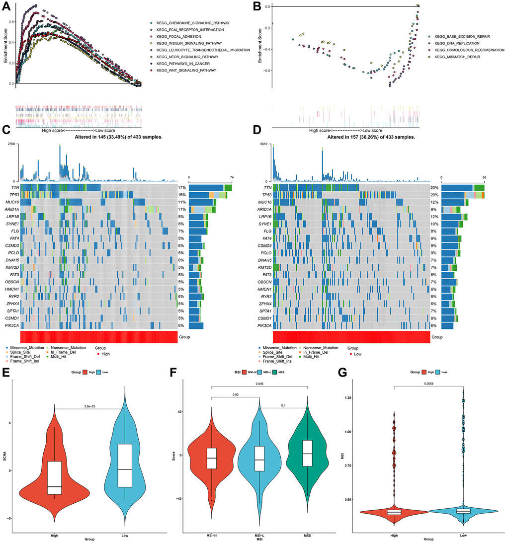 Characteristics of the pyroptosis score in molecular subtypes and tumor genome somatic mutations. (A, B) GSEA showing the activated signaling pathways in samples with high and low pyroptosis scores in the gastric cancer meta-cohort. (C, D) Mutational landscape in TCGA-STAD cohort clustered by high and low pyroptosis score subgroups. (E) Relative distribution of SCNA in high and low pyroptosis score groups from TCGA-STAD cohort. (F) Relative distribution of pyroptosis score in different molecular subtypes (MSI-H, MSI-L and MSS) in TCGA-STAD cohort. (G) Relative distribution of MSI status in patients with high and low pyroptosis scores from TCGA-STAD cohort.