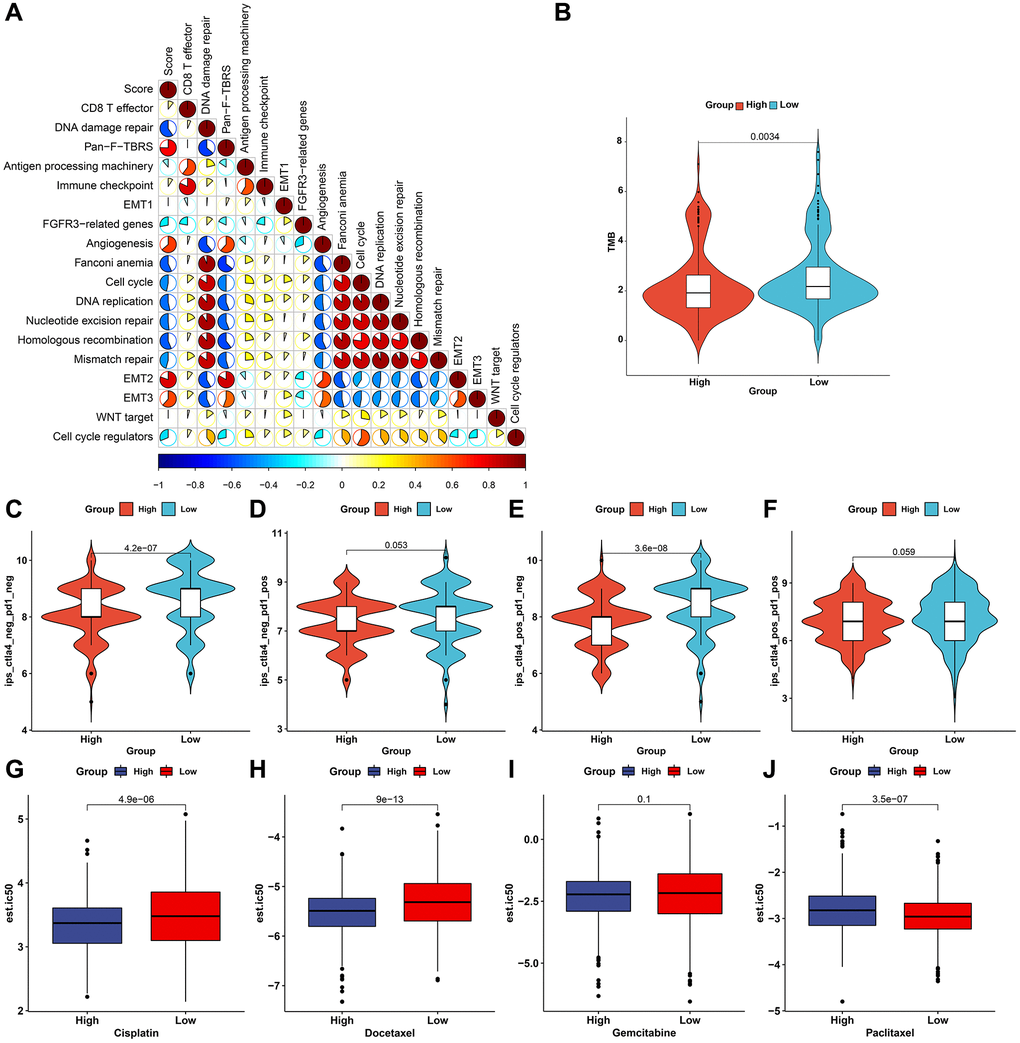 The roles of the pyroptosis score in predicting immunotherapeutic responses and chemosensitivity. (A) Interactions of the pyroptosis score with several signaling pathways through Spearman analyses. Red, positive correlation and blue, negative correlation. (B) Distribution of TMB score in high and low pyroptosis score groups in TCGA-STAD cohort. (C–F) Distribution of IPS score of CTLA-4/PD-1 in high and low pyroptosis score groups in TCGA-STAD cohort. (G–J) The estimated IC50- values of cisplatin, docetaxel, gemcitabine, and paclitaxel in patients with high and low pyroptosis scores in the meta-cohort.