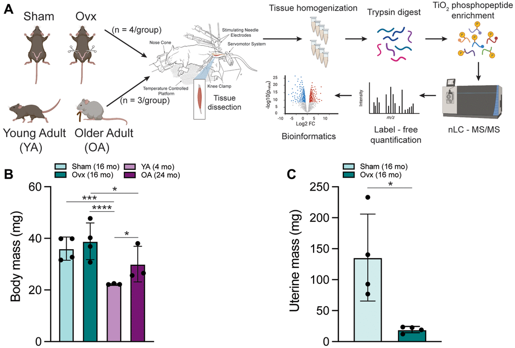 Schematic of experimental design created with https://www.biorender.com and mouse characteristics. (A) 6 mo C57BL/6J female mice were assigned to a Sham or Ovx group and underwent their respective surgeries. YA and OA mice were 4 mo and 24 mo, respectively. The left leg of anesthetized mice was subjected to in vivo contractions and then tibialis anterior muscles were immediately dissected. Frozen TA muscles underwent peptide extraction with trypsin digestion and TiO2 phosphopeptide enrichment. nLC-MS/MS was performed on the Orbitrap Fusion Tribrid mass spectrometer for label-free phosphoproteomic analysis. (B) Body mass of all four groups of female mice measured before the terminal contraction experiment. Data was analyzed by a one-way ANOVA with Tukey’s multiple comparison test (p n = 3–4/group. (C) Uterine mass of Ovx and Sham mice dissected and weighed after the terminal contraction experiment. Data was analyzed by a pooled t-test (Ovx vs. Sham, p = 0.016); n = 4/group. Values represents mean ± SD. *p ***p ****p 