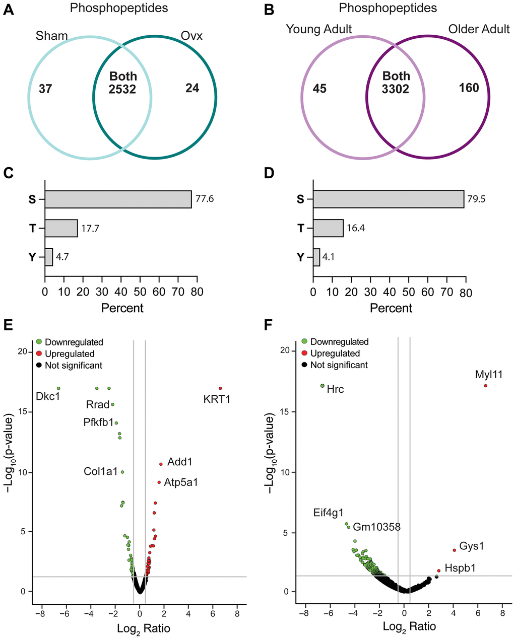 Characteristics of the Ovx/Sham and OA/YA phosphoproteomes. Proteome Discoverer (v2.4) was used for database search and identification of phosphopeptides and proteins. Venn diagram of identified phosphopeptides unique to each group and common to both groups in (A) Ovx/Sham and (B) OA/YA datasets. Prevalence of phosphorylation on amino acid residues serine (S), threonine (T), and tyrosine (Y) in (C) Ovx/Sham and (D) OA/YA datasets. Volcano plots of differentially regulated phosphopeptides (p E) Ovx/Sham and (F) OA/YA mice.