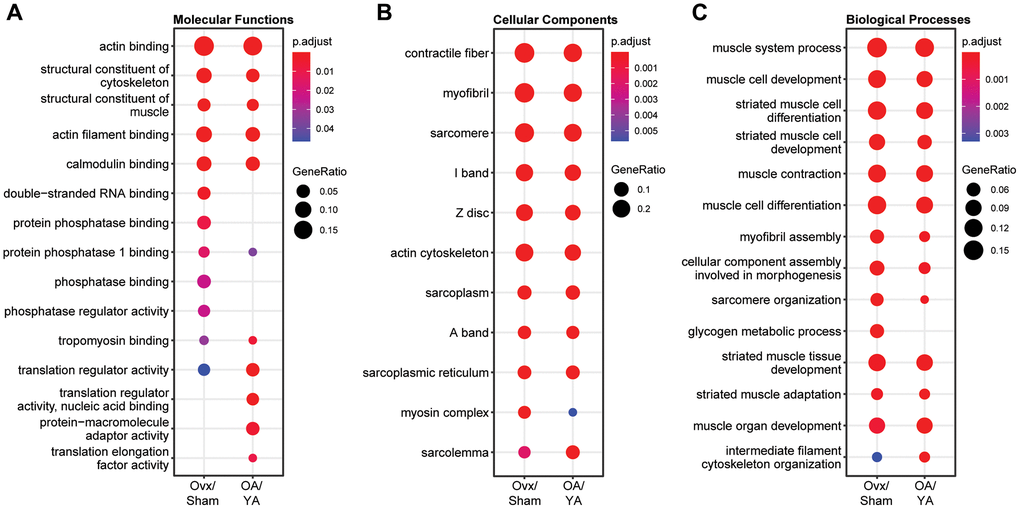 Comparative GO term enrichment analysis between Ovx/Sham and OA/YA. Phosphopeptides were mapped back to their precursor protein and submitted for Gene Ontology (GO) overrepresentation analysis using the clusterProfiler package in R. The top 10 overrepresented GO terms in the dataset for (A) molecular functions, (B) cellular components, and (C) biological processes are listed. P-value was adjusted using Benjamini – Hochberg post-hoc analysis for multiple comparison. Significant GO terms were accepted at p.adjusted 