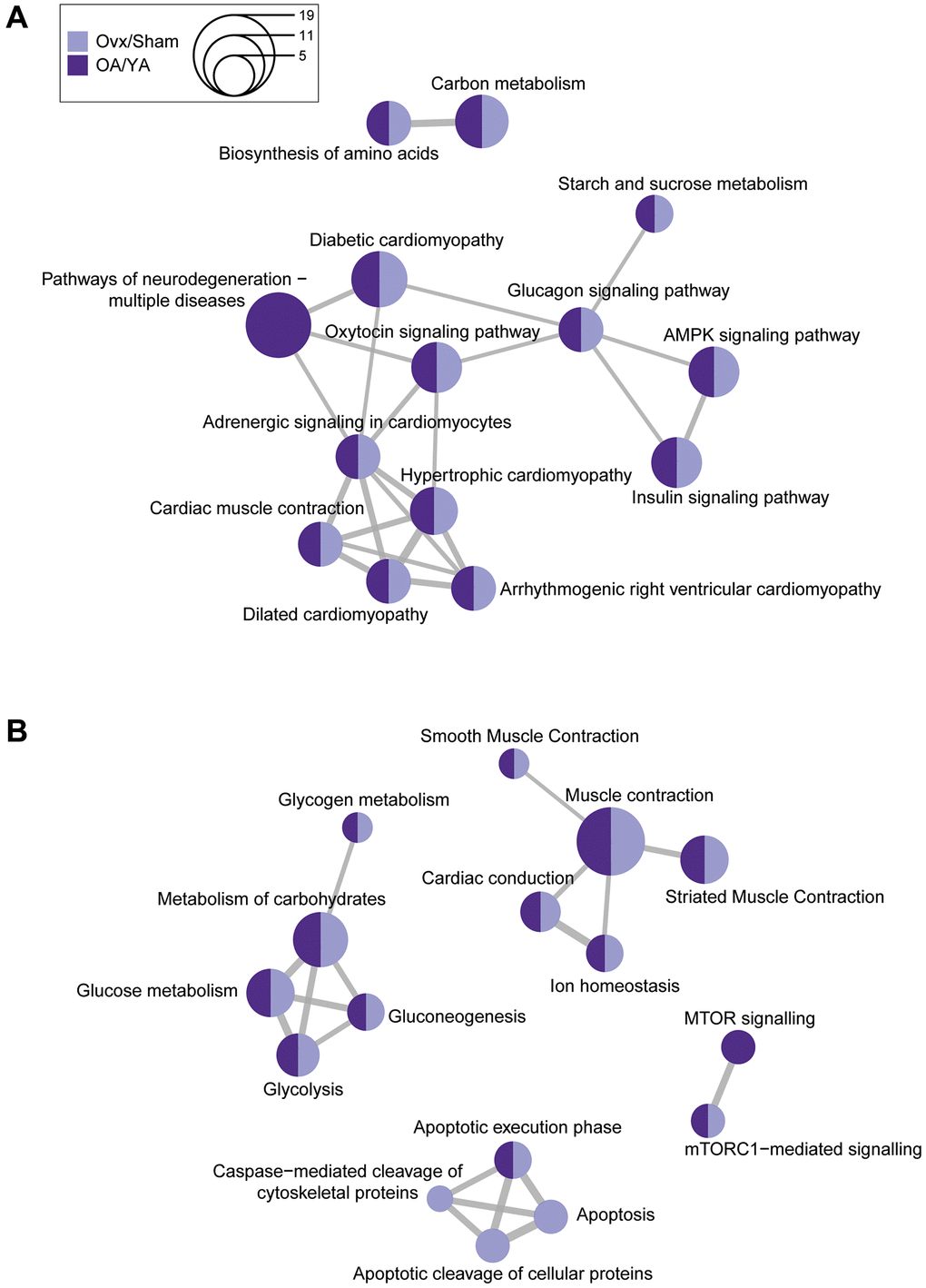 Comparative KEGG and Reactome pathway enrichment analysis between Ovx/Sham and OA/YA. Significant and differentially regulated phosphopeptides (adjusted p-value A) KEGG and (B) Reactome pathways were clustered using K-means clustering. The size of the circle represents the number of proteins associated to the pathway, and the connecting lines represents the strength of the similarity (i.e., shorter and thicker lines correspond to stronger similarity and inversely.