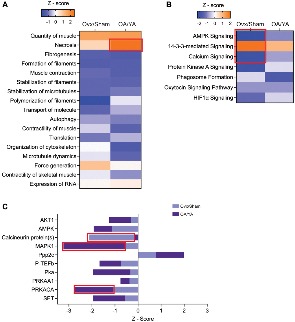 IPA’s predictive downstream effect and upstream regulator analytics between Ovx/Sham and OA/YA. Phosphopeptides identified in both the Ovx/Sham and OA/YA datasets were submitted to IPA for comparative analysis. (A) canonical pathways, (B) functions, and (C) kinases and phosphatases using IPA’s predictive activation Z-score to determine downstream and upstream effects of estrogen deficiency. Pathways, functions, and kinases identified in both datasets are represented. Significant Z-scores were accepted at |Z| ≥ 2. Red box denotes significant Z-scores.