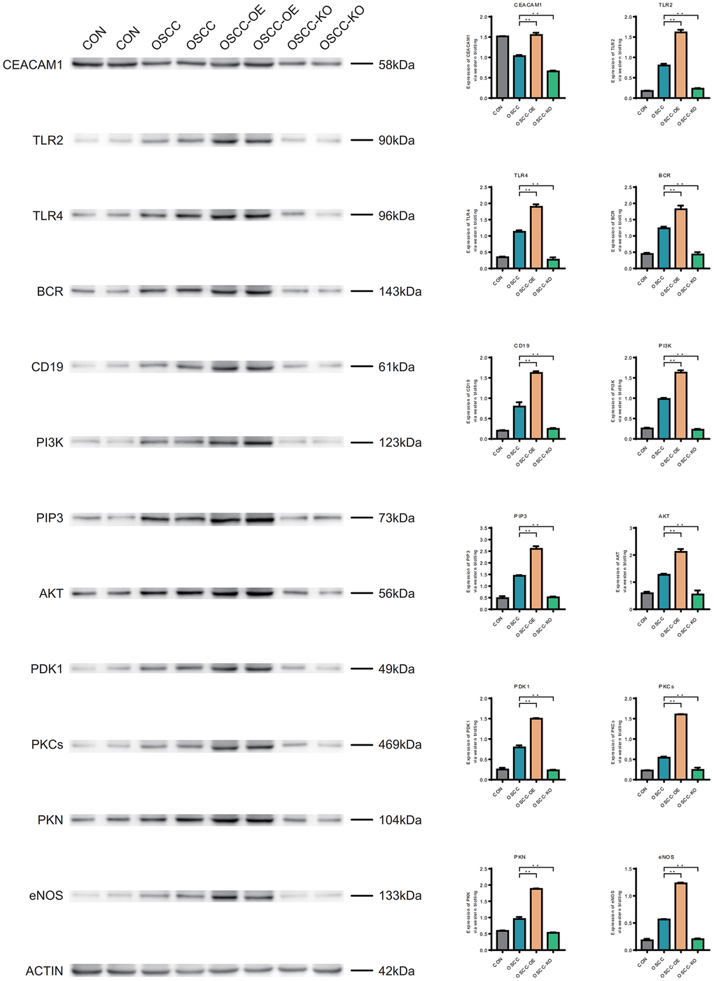 Western blotting (WB). CEACAM1, TLR2, TLR4, BCR, CD19, PI3K, PIP3, AKT, PDK1, PKCs, PKN, and eNOS in normal samples, oral cancer samples, overexpression samples and the knockdown samples.