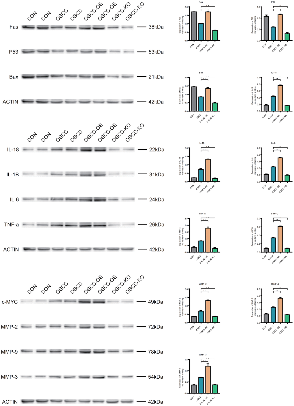 Western blotting (WB). FAS, P53, BAX, IL-18, IL-1B, IL-6, TNF-a, c-MYC, MMP-2, MMP-9 and MMP-3 in normal samples, oral cancer samples, overexpression samples and the knockdown samples.