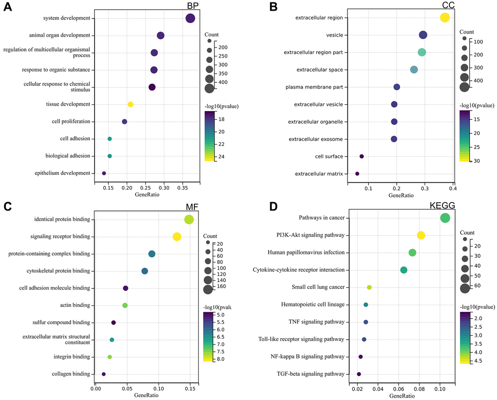 DEGs functional enrichment analysis (A) BP (B) CC (C) MF (D) KEGG.