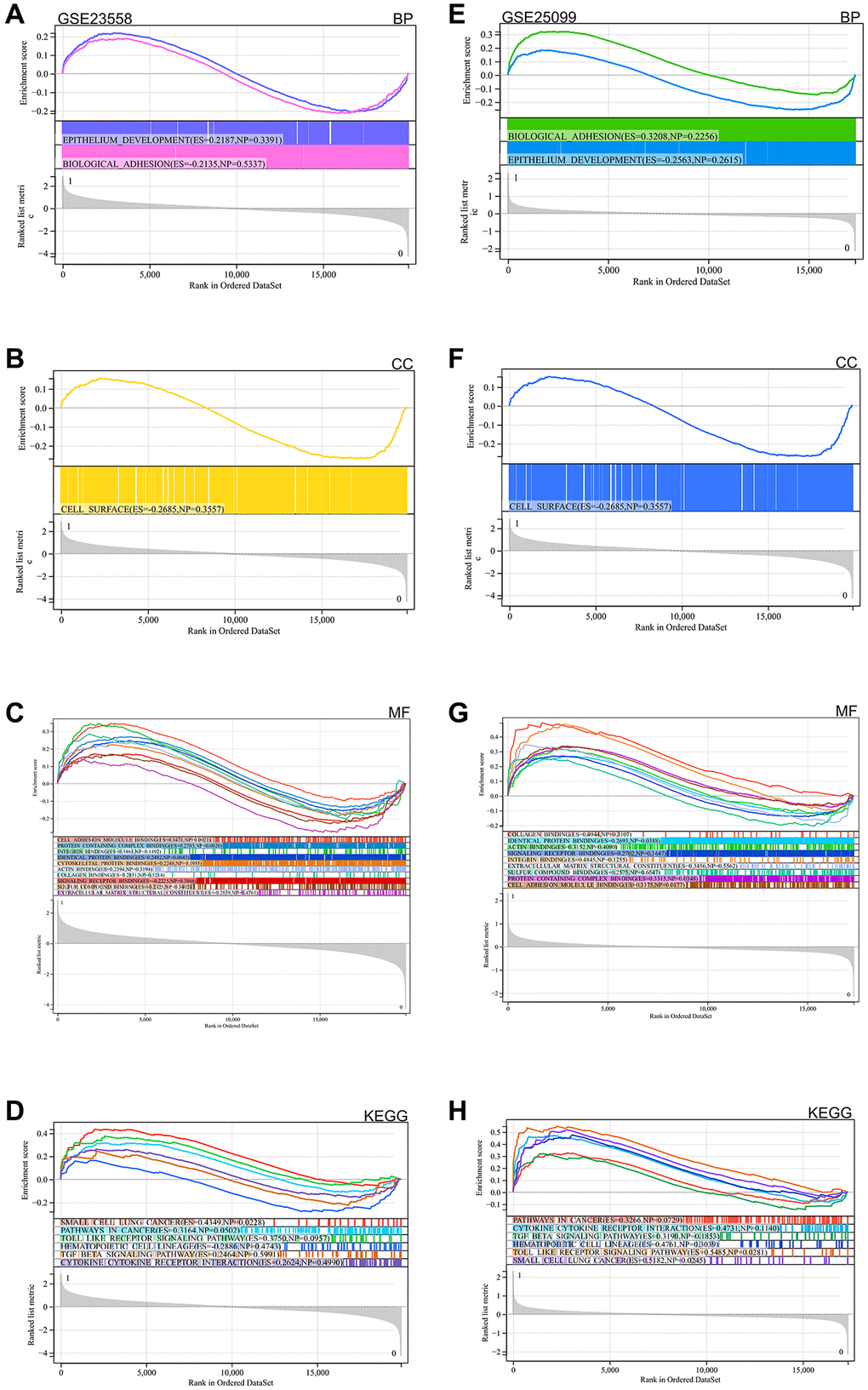 GSEA functional enrichment analysis (A–D) GSE23558 (E–H) GSE25099.