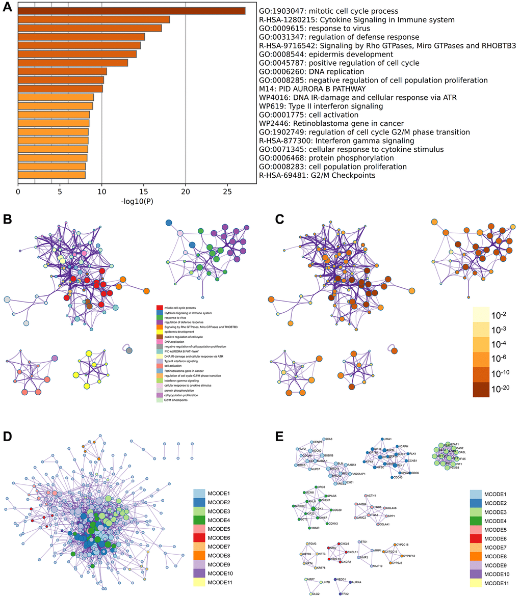 Metascape enrichment analysis. (A) Positive regulation of cell cycle, PID Aurora B pathway and protein phosphorylation were observed in GO enrichment project (B–E) the enrichment network colored by enrichment term and p-value.
