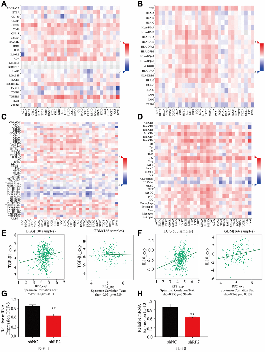 The expression of various cytokines when RP2 is highly expressed in LGG and GBM. (A) Immunoinhibitor. (B) MHC molecule. (C) Immunostimulator. (D) Lymphocyte. (E, F) RP2 was associated with the expression of TGF-β and IL-10. (G, H) RP2 was positively correlated with TGF-β and IL-10 mRNA expression.