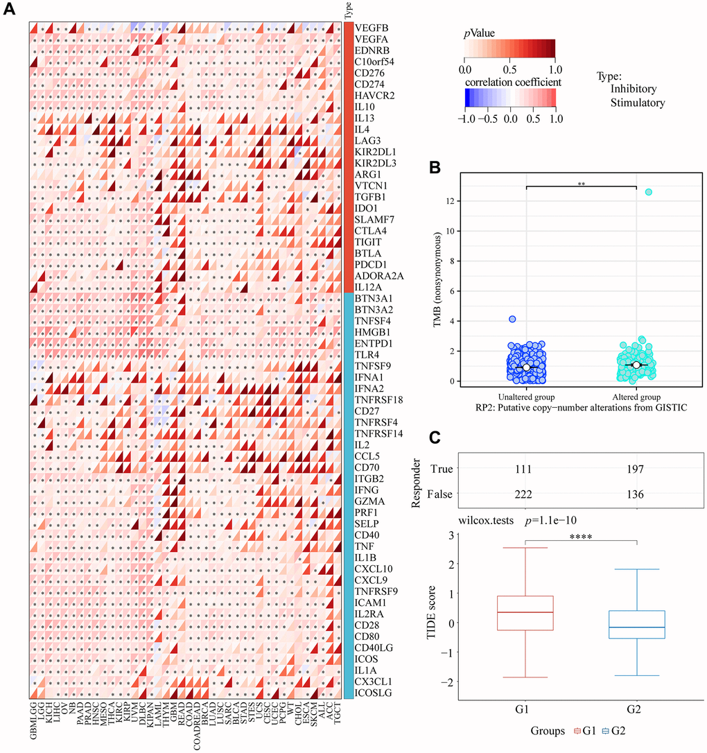 RP2 and immunotherapy. (A) Correlation between RP2 and various cell checkpoints. (B) TMB was low when RP2 was highly expressed. (C) TIDE score was high when RP2 expression was high which led to a poor immunotherapy effect.