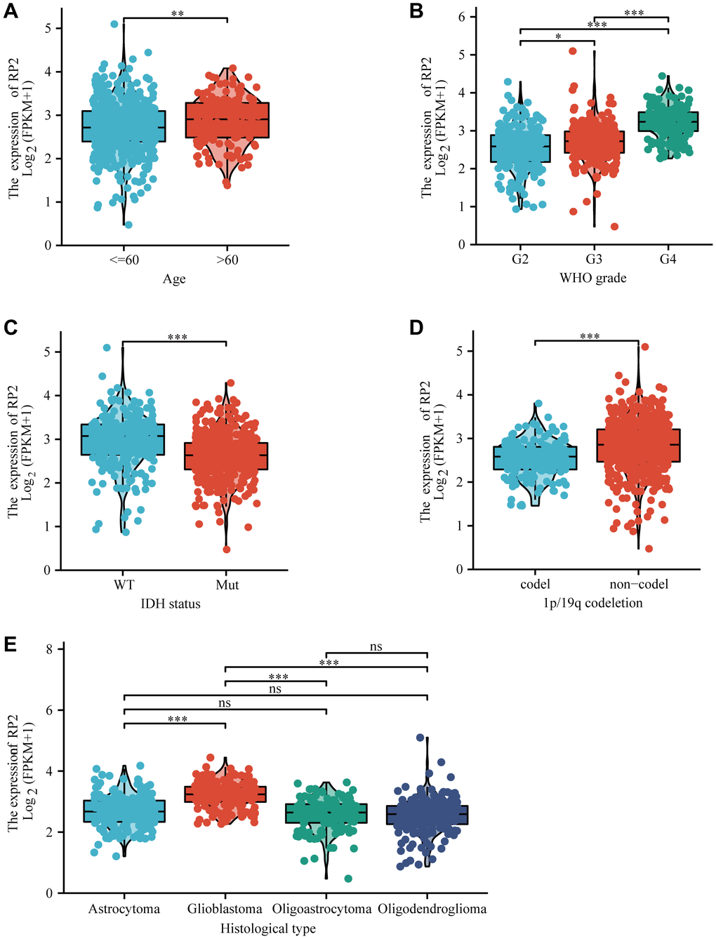 The box plot showed the association of RP2 expression with clinicopathological characteristics. (A) Age, (B) grade, (C) IDH status, (D) 1p/19q codeletion, (E) histological type.