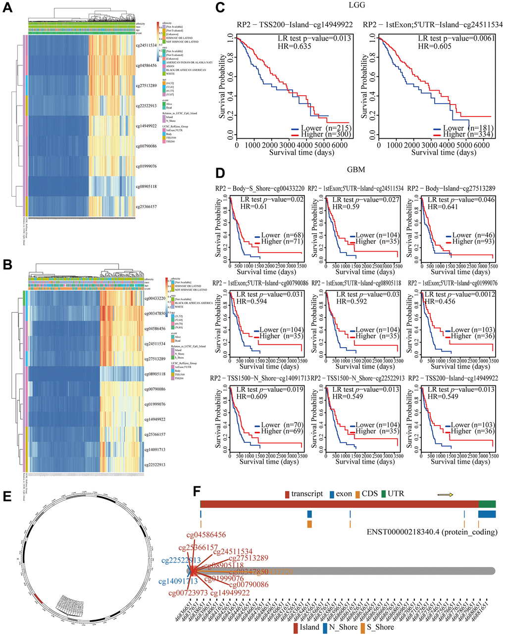 Correlation between RP2 hypomethylation, and prognosis in GBM and LGG. (A, B) The visualization between the methylation level and the RP2 expression. (C, D) The Kaplan–Meier survival of the promoter methylation of RP2. (E, F) The distribution landscape of methylation probes.