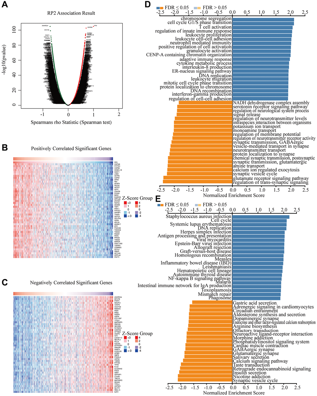 Potential biological processes that RP2 involved in. (A) Differential gene expression in GBMLGG. (B, C) The heat map respectively displayed the top 50 positively correlated and negatively correlated genes of RP2 in GBMLGG. (D, E) GO and KEGG enrichment analysis in GBMLGG of RP2.