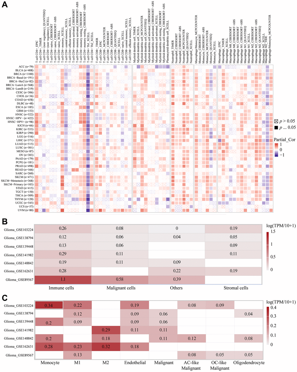 The correlations of RP2 expression and the infiltration levels of immune cells. (A) The correlations of RP2 expression and the infiltration levels of CD4+ T cells, CD8+ T cells, Myeloid dendritic cells, Monocyte, Macrophage and Neutrophil in cancers. Positive correlation in red and negative correlation in purple. (B, C) Single cell sequencing showed the expression of RP2 in different types of cells.