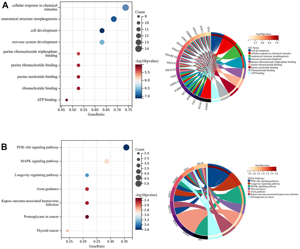 Enrichment analysis and PPI network construction. (A) GO analysis. (B) KEGG analysis.