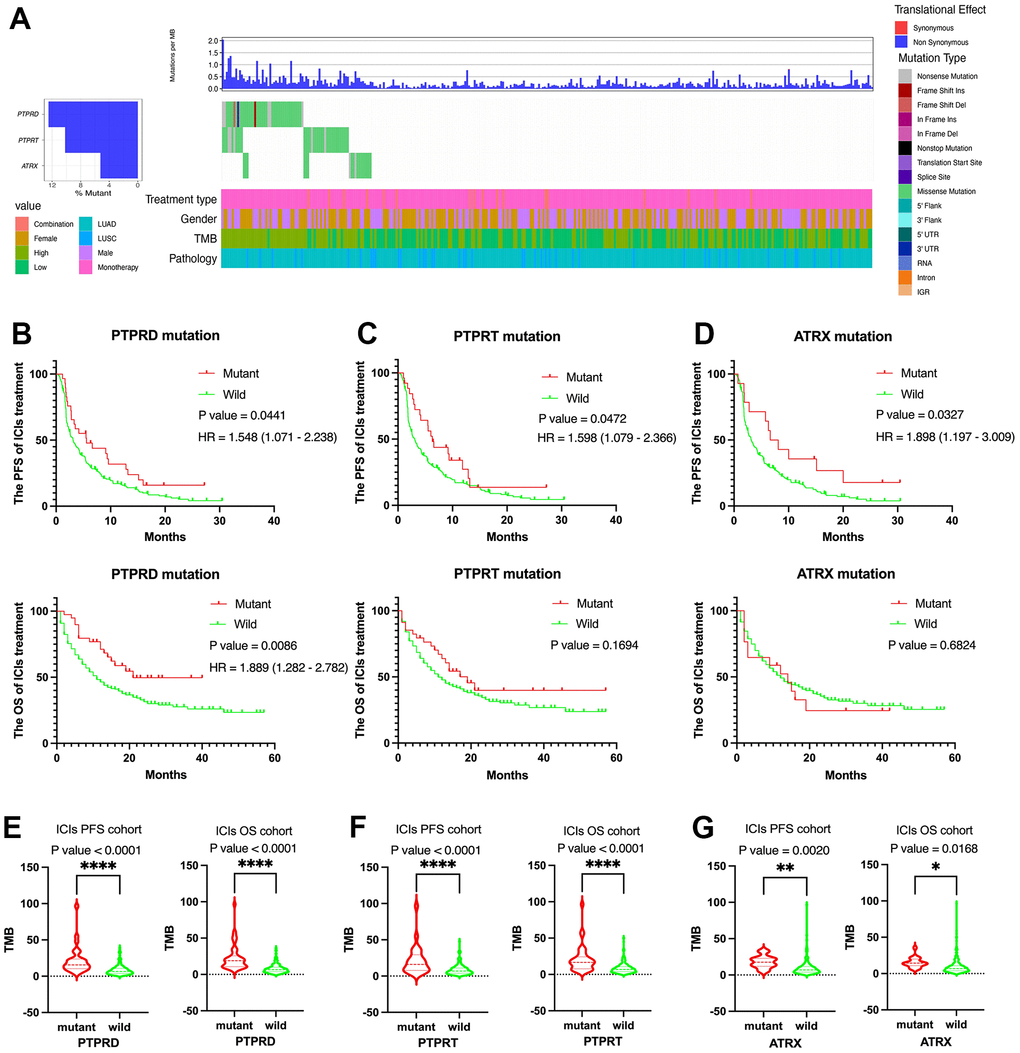 Clinical and molecular features of ATRX, PTPRD, and PTPRT in advanced NSCLC with ICIs treatment. (A) The prevalence of ATRX, PTPRD, and PTPRT mutations in the third cohort (MSKCC, Nat Genet 2019). (B) PTPRD was related to the PFS and OS. (C) PTPRT was related to the PFS. (D) ATRX was related to the PFS. (E–G) ATRX, PTPRD, and PTPRT mutations were closely related to higher TMB value.