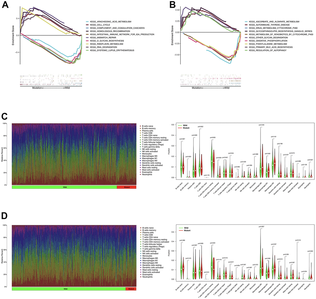 The role of PTPRD mutation in GSEA and TIICs. (A) GSEA analysis of PTPRD mutation in LUAD. (B) GSEA analysis of PTPRD mutation in LUSC. (C) The relationship between the mutation status of PTPRD and immune cells in LUAD. (D) The relationship between the mutation status of PTPRD and immune cells in LUSC.