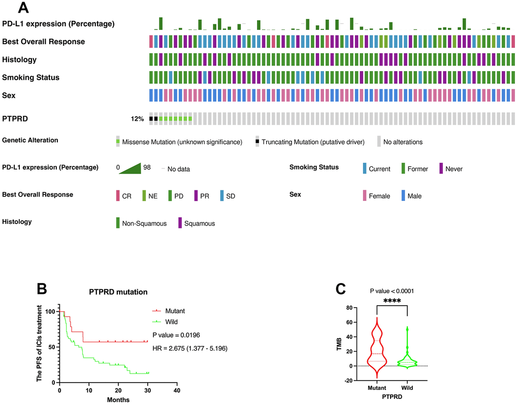 Verification of the prognostic value of PTPRD in immunotherapy. (A) Genomic landscape and clinical feature of PTPRD mutations in another ICIs cohort (MSK, Cancer Cell 2018). (B) The mutation of PTPRD was closely related to prognosis of LUAD with ICIs treatment. (C) PTPRD mutation was closely related to higher TMB in NSCLC.