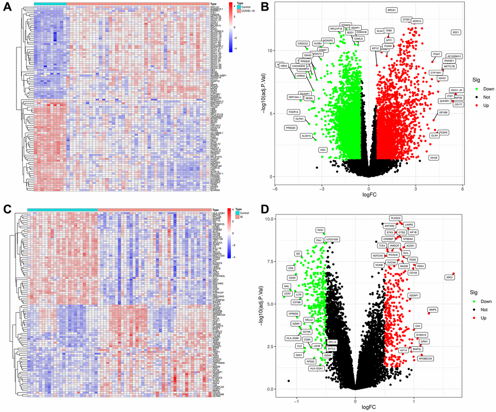 Visualization and analysis of the differentially expressed genes (DEGs) in COVID-19 and IS. (A) Heatmap clustering of genes with markedly different expression in COVID-19 compared with normal samples in GSE171110. (B) DEGs volcano map in COVID-19 compared with normal samples in GSE171110. (C) Heatmap clustering of genes with markedly different expression in IS compared with normal samples in GSE16561. (D) DEGs volcano map in IS compared with normal samples in GSE16561. |log2Foldchange|> 0.5 and adjusted P-value 