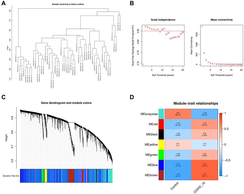 Analysis of the weighted co-expression network in GSE171110. (A) Sample clustering of dataset GSE171110. (B) The relationship between the scale-free fit index and various soft-thresholding powers; the relationship between the mean connectivity and various soft-thresholding powers. (C) Clustering dendrogram of genes, various colors represent different modules. (D) Analysis of correlations between modules and COVID-19. The blue module and brown module were significantly correlated with COVID-19 and normal samples.