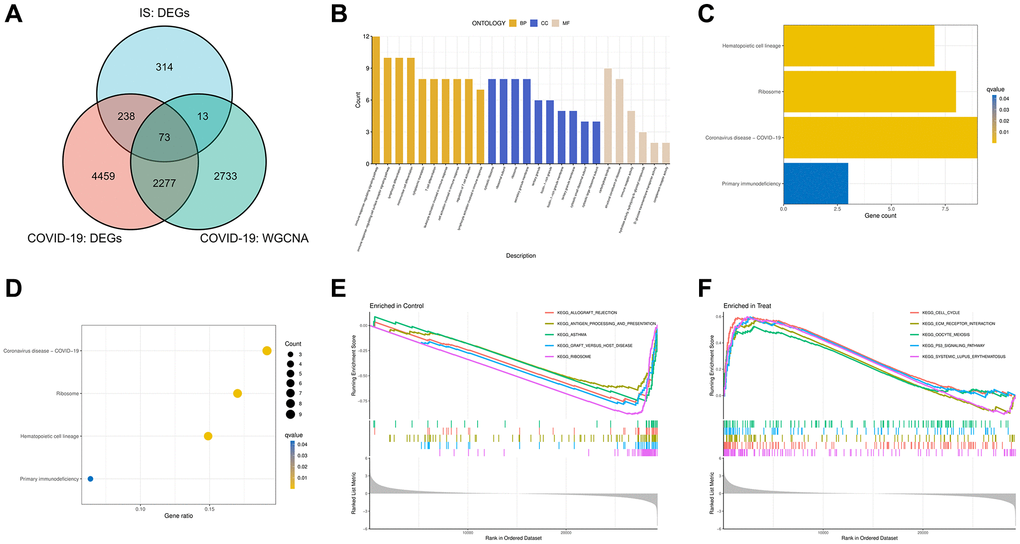 Intersect genes and functional enrichment analysis. (A) Venn diagram of the intersect genes of DEGs of COVID-19, IS and WGCNA hub genes of COVID-19. (B) Gene Ontology (GO) analyses for intersect genes. (C, D) Kyoto Encyclopedia of Genes and Genomes (KEGG) analysis of intersect genes. (E, F) Gene set enrichment analyses (GSEA) of GSE171110.