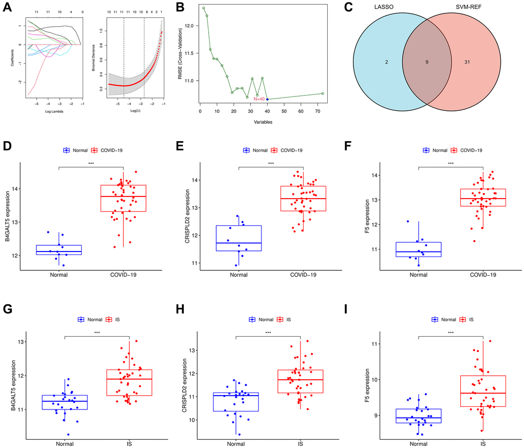 Identification of the hub genes using machinery methods. (A) Fine-tuning the least absolute shrinkage and selection operator (LASSO) model’s feature selection. LASSO regression was used to narrow down the DEGs, resulting in the discovery of 11 variables as potential markers. The ordinate represents the value of the coefficient, the lower abscissa represents log (λ), and the upper abscissa represents the current number of non-zero coefficients in the model. (B) A plot illustrating the process of selecting biomarkers using the support vector machine-recursive feature elimination (SVM-RFE) technique. The SVM-RFE technique was used to identify a subset of 40 characteristics. (C) Intersection LASSO and SVM-RFE analysis was displayed in a Venn diagram. B4GALT5, CRISPLD2 and F5 were chosen as hub genes which up-regulated in both COVID-19 and IS. (D–F) B4GALT5, CRISPLD2 and F5 mRNA expression in COVID-19 compared to normal samples in GSE171110. (G–I) B4GALT5, CRISPLD2 and F5 mRNA expression in IS compared to normal samples in GSE16561.