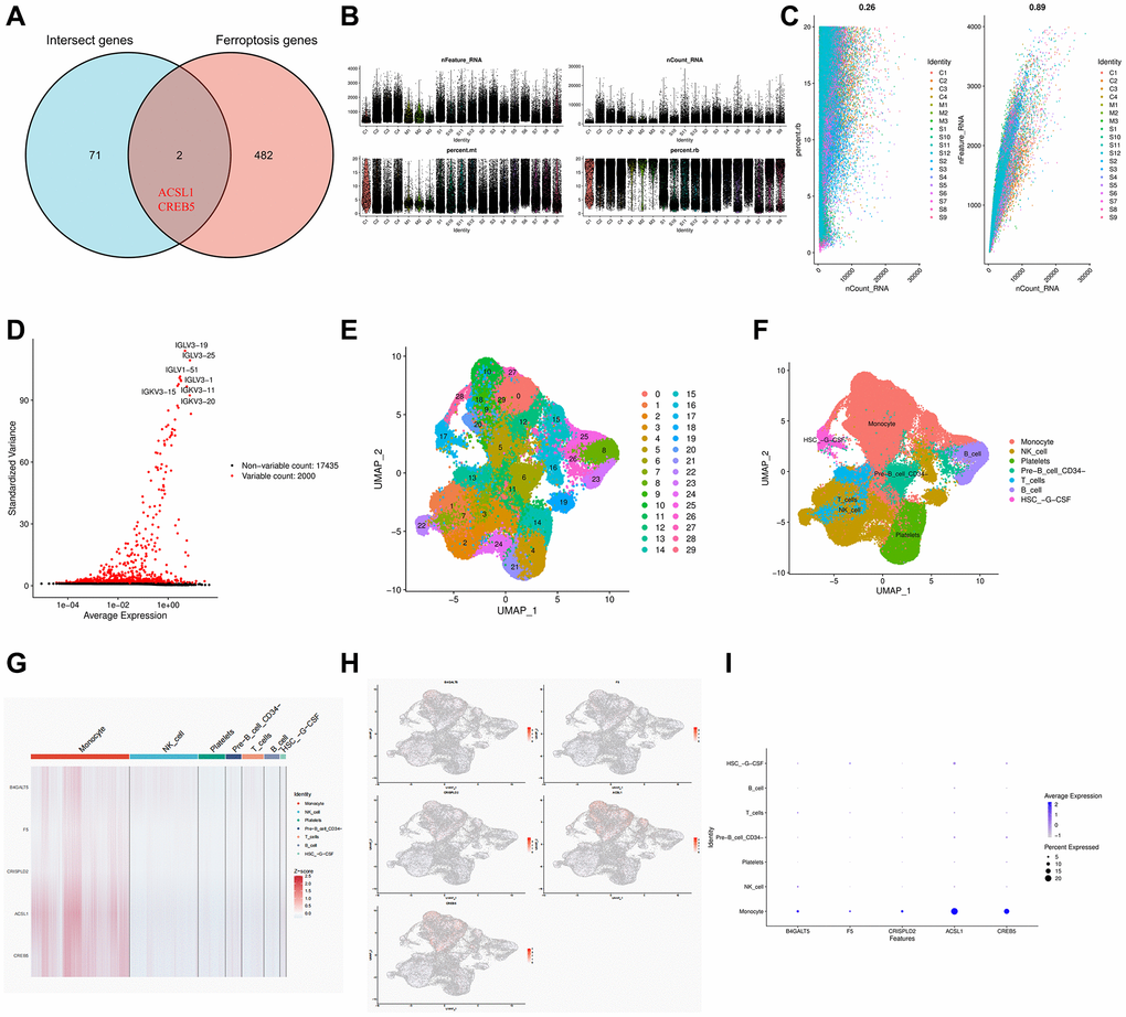 Single cell RNA sequencing in COVID-19 based on GSE165182. (A) Venn diagram of the intersect genes of intersect genes and ferroptosis genes. (B, C) The proportion of mitochondrial and ribosome genes is adjusted to ensure the quality of cell samples. (D) 2000 highly variable genes are indicated in red, with the 10 most important emphasized. (E, F) Reduced dimensionality and cluster analysis using UMAP. (G) Heat map showing the 5 hub genes in different cell types annotated by scRNA-seq. (H) Distribution of 5 hub genes in cell clusters. (I) Bubble diagram showing the distribution of the 5 hub genes in different cell types.