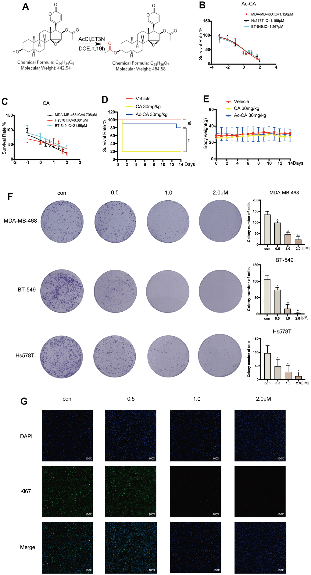 Acetyl-cinobufagin inhibits the proliferation of TNBC cells. (A) Chemical composition of acetyl-cinobufagin. (B, C) The suppression rate was determined by the MTT assay in MDA-MB-468, BT-549, Hs578T cells. (D) The cinobufagin and acetyl-cinobufagin groups were intraperitoneally injected with 30 mg/kg on the 1st day, and the death rate of the animals were recorded for 14 d. (E) Body weight curve of the animals. (F) Colony forming analysis was completed with the aforementioned three cell lines with/without acetyl-cinobufagin treatment. (G) Changes in the signals received by proteins (Ki67) in BT-549 cells were analyzed by immunofluorescence staining. Statistical analysis is illustrated as follows: (D) Log-rank (Mantel-Cox) test; (F) t-test. *p p 