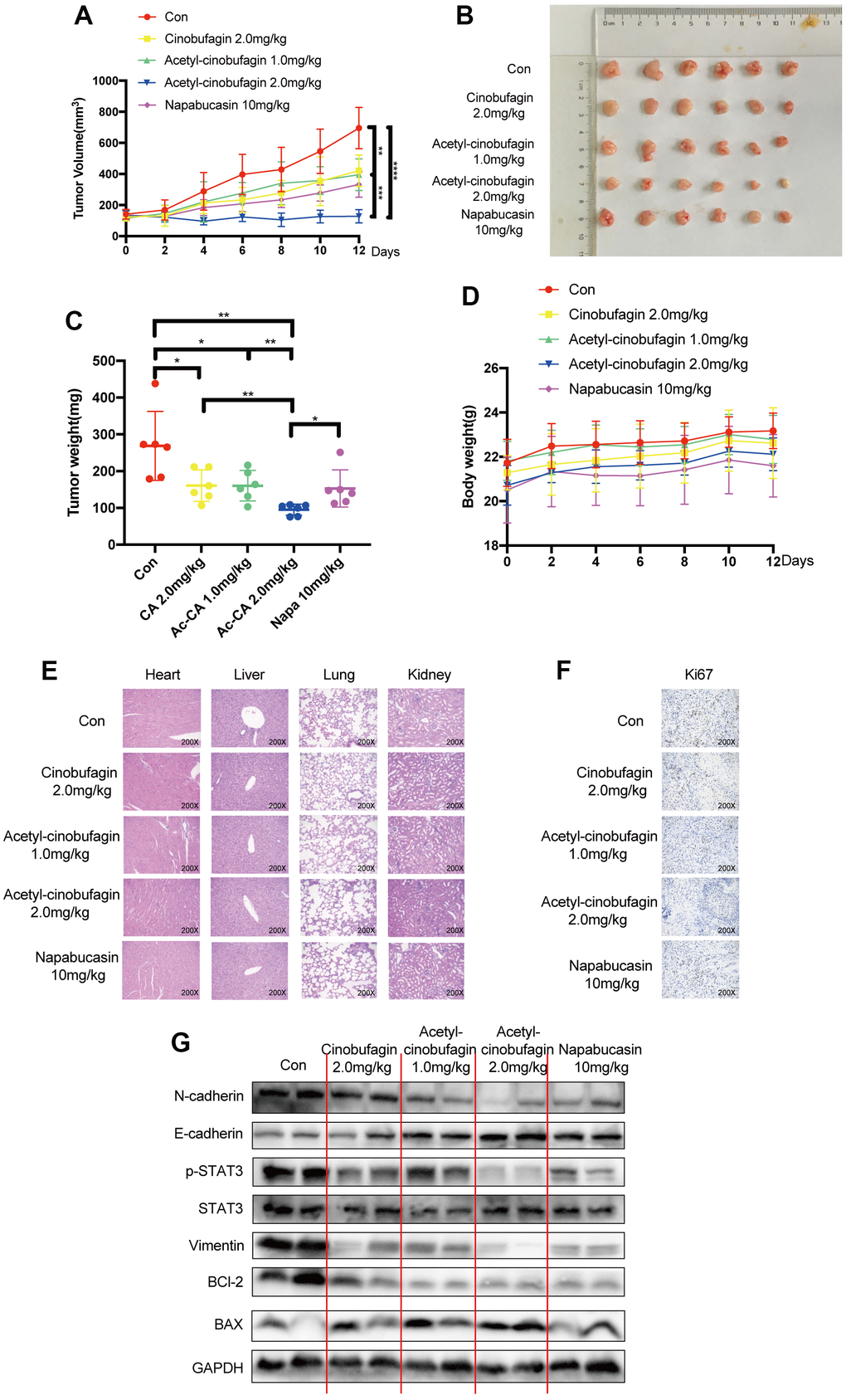 The role of acetyl-cinobufagin in growth suppression of TNBC in vivo in a human xenograft model established by orthotopically injecting BT-549 cells. (A) BALB/c animals were divided into Control, napabucasin 10 mg/kg, cinobufagin 2.0 mg/kg, acetyl-cinobufagin 1.0 mg/kg, and acetyl-cinobufagin 2.0 mg/kg groups. The cancer volumes were recorded every 2 days and the curve was eventually drawn. (B) Gross view of xenograft tumor tissue. (C) Ultimately, the animals were sacrificed, and the cancer tissue was harvested and weighed. (D) The weight of the animals was recorded during the assay. (E) No histology abnormity was detected by H&E staining of the main organs in the 5 animal groups. (F) Immunohistochemical staining images of the expression of the cellular proliferative biomarker Ki67 in cancer samples. (G) Expression of STAT3- and EMT-related proteins detected by Western blot analysis. Two-way analysis of variance (ANOVA) was used to study the tumor volume and the Student’s t-test was used for others with p-value significant codes: *p p p p 