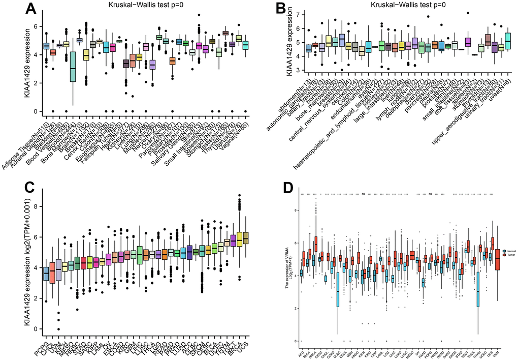 Differential analysis of KIAA1429 expression. (A) KIAA1429 expression in normal tissues. (B) KIAA1429 expression in tumor cell lines. (C) KIAA1429 expression in 33 cancer types. (D) Comparison of KIAA1429 expression between tumor and normal samples. *P P P 