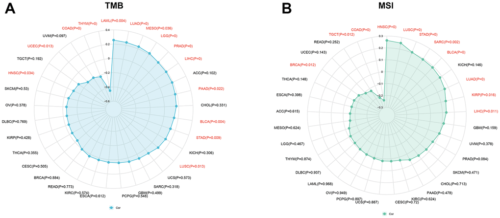 Associations between KIAA1429 expression and tumor mutational burden (TMB), microsatellite instability (MSI). (A) Correlations between KIAA1429 expression and TMB in pan-cancer. (B) Correlations between KIAA1429 expression and MSI in pan-cancer.