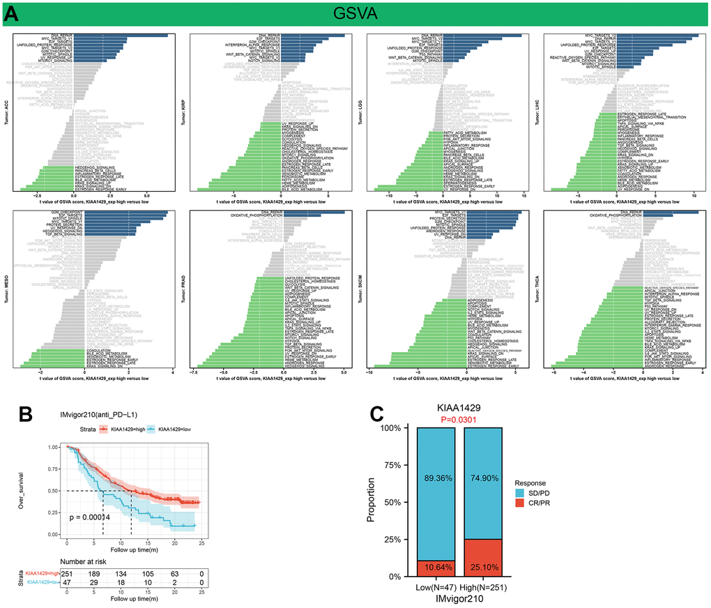 Results of GSVA and immunotherapy prediction analysis. (A) Differences in the scores for pathway activity between groups with high and low KIAA1429 expression. dn, down; UV, ultraviolet; v1, version 1; v2, version 2. (B) Kaplan-Meier analysis of the association between KIAA1429 expression and OS in the IMvigor210 cohort. (C) The proportion of BLCA patients who responded to anti-PD-L1 therapy in the low- and high-KIAA1429 subgroups.