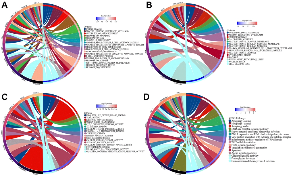 GO and KEGG analysis of ARDEGs in IUA to reveal the function of ARDEGS. (A) BP aspect; (B) CC aspect; (C) MF aspect; (D) KEGG analysis.