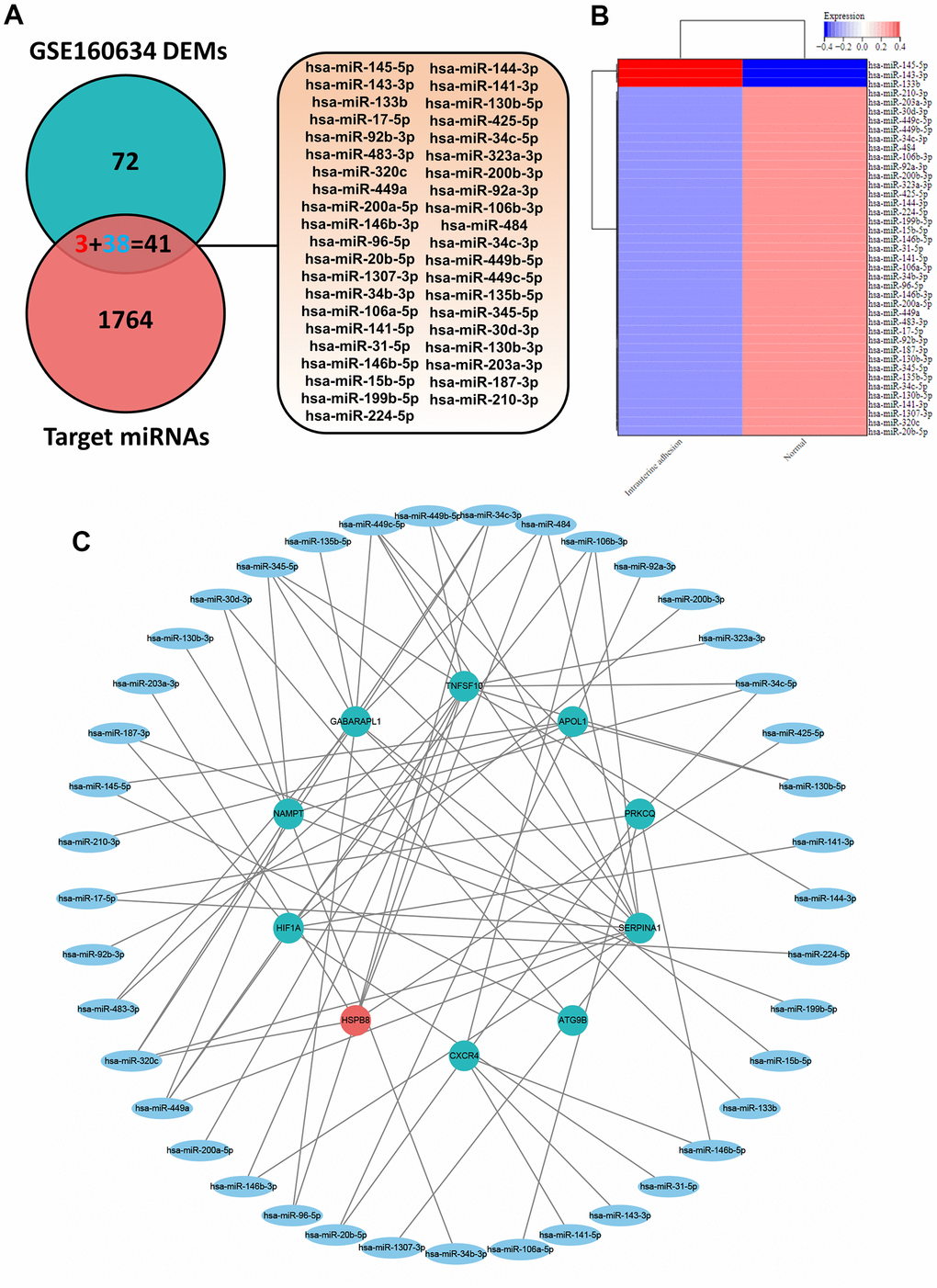 (A) Venn diagram of the intersection of DEMs and target miRNAs to obtain 41 ARDEMs. (B) Heatmaps of ARDEMs including 3 upregulated and 38 downregulated ARDEMs. (C) Construction of the autophagy related miRNA-mRNA regulatory network.