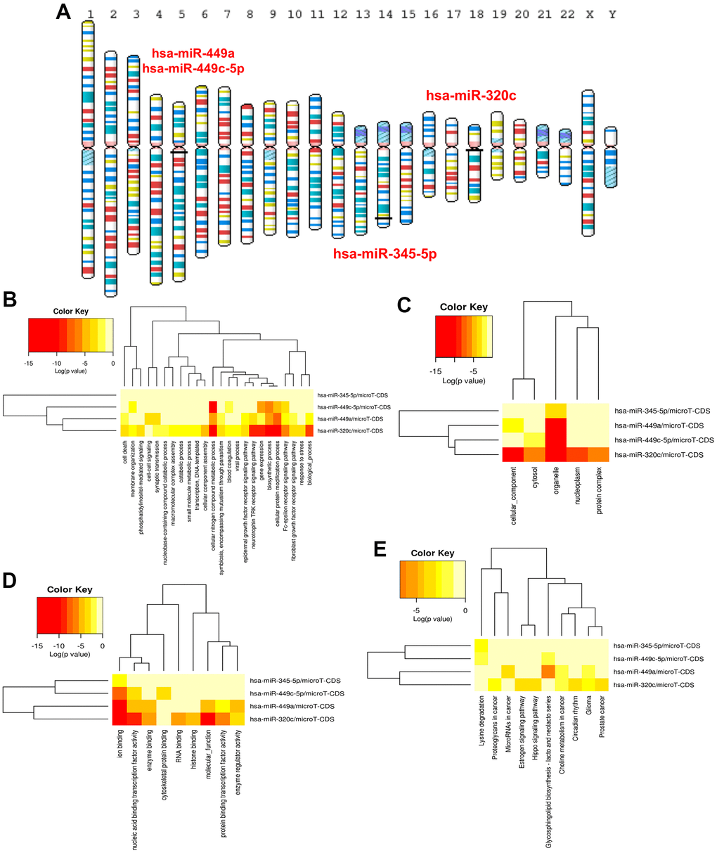 (A) Location of ARDEMs on chromosomes. GO and KEGG analysis of hsa-miR-320c, hsa-miR-449a, hsa-miR-449c-5p and hsa-miR-345-5p. (B) BP-terms, (C) CC-terms, (D) MF-terms and (E) KEGG pathways.