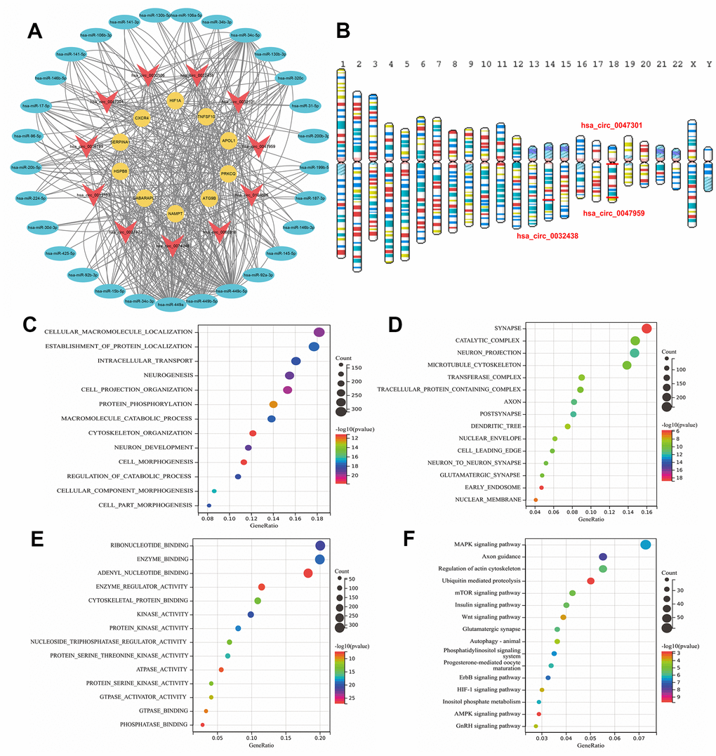 (A) Construction of the autophagy related circRNA-miRNA-mRNA regulatory network. (B) Location of ARDECs on chromosomes. GO and KEGG analysis of hsa-circ-0047959, hsa-circ-0032438, hsa-circ-0047301. (C) BP-terms, (D) CC-terms, (E) MF-terms and (F) KEGG pathways.