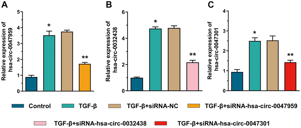 The siRNA interference efficiency of hsa-circ-0047959 (A), hsa-circ-0032438 (B), hsa-circ-0047301 (C).