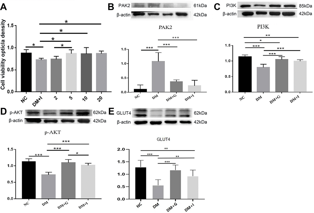 The effects of Gastrodin intervention and PAK2 inhibition on the PI3K/AKT/GLUT4 pathway in the primary hippocampal neurons during hyperglycemia. (A) CCK-8 analysis of hippocampal neurons exposed to 50 mM glucose in the NC, DM, 2 μM, 5 μM, 10 μM and 20 μM of FRAX597 intervention groups. Western blot analysis of PAK2 (B), PI3K (C), p-AKT (D) and GLUT4 (E) protein expression in the primary hippocampal neurons of the NC, DM, DM+G and DM+I groups. Bar graphs represented optical density of these factors normalized with β-actin. *p 