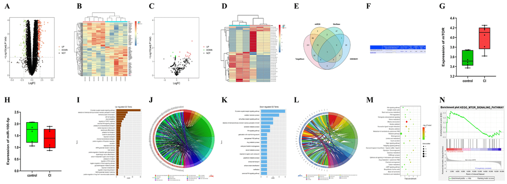 The bioinformatics analysis results of GSE102541 and GSE86291. (A, B) The DEGs of GSE102541 are presented in the volcano plots and cluster analysis diagrams. (C, D) The volcano plots of GSE86291 (the downregulated DEGs included miR-100) and cluster analysis diagrams. The Venn diagram (E) predicted using miRDB, starBase, and TargetScan, shows the intersection of miRNAs targeted mTOR, and the shared miRNA (miR-100-5p) with GSE86291. (F) The binding sites between miR-100-5p and mTOR. (G, H) The expression of mTOR and miR-100-5p in CI and the control tissue of GSE102541. (I, J) The GO enrichment analysis charts and GO chord graphs of GSE102541. (K, L) The GO enrichment analysis charts and GO chord graphs of downregulated genes in GSE102541. (M, N) The KEGG enrichment analysis charts and GSEA chart of GSE102541. DEG, differentially expressed gene; miRNA, microRNA; CI, cerebral infarction; GO, Gene Ontology; KEGG, Kyoto Encyclopedia of Genes and Genomes; GSEA, gene set enrichment analysis; mTOR, mammalian target of the rapamycin.