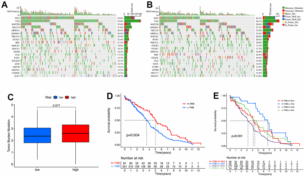 The relationship between the signature and TMB. Top 20 mutation genes of BC for the low-risk (A) and high-risk (B) groups in waterfall plot. (C) TMB comparison between low- and high-risk groups. (D) Kaplan-Meier curves for high- and low-TMB groups. (E) Kaplan-Meier curves for the patients stratified by TMB and risk scores.